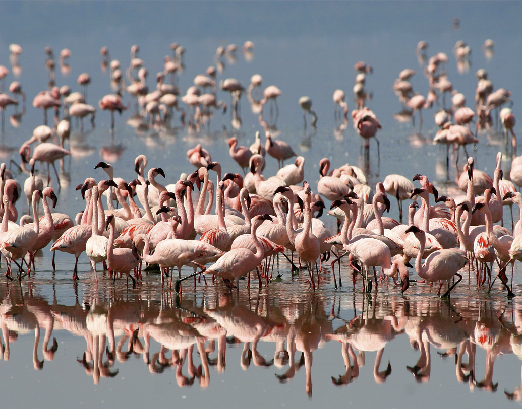 বিজ্ঞানীদের ধারণা, হ্রদের এই ক্ষারধর্মীর সঙ্গে নিজেদের খাপ খাইয়ে নিয়েছে এই ফ্লেমিঙ্গোরা। ফলে নেট্রন হ্রদের জলে ফ্লেমিঙ্গোদের জমাট দেহ খুঁজে পাওয়া যায়নি।