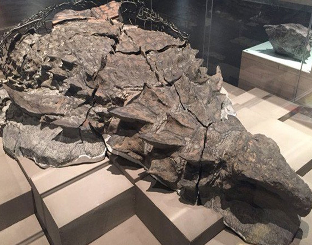 নোডোসর: ২০১১-য় কানাডার এক খনিতে কাজ করার সময় এই প্রাণীর জীবাশ্মটি দেখতে পান কর্মীরা। গবেষকরা জানিয়েছেন, প্রাণীটি অ্যাঙ্কিলোসরিয়ান পরিবারের। এদের শরীরের উপর একটা পুরু বর্ম ছিল। এরা শাকাহারী। প্রায় ১৪০০ কেজি এবং ১৮ ফুট দৈর্ঘ্যের এই প্রাণীর অস্তিত্ব ছিল জুরাসিক ও ক্রিটেসিয়াস যুগের শেষের দিকে। রয়্যাল টাইরেল মিউজিয়ামে জীবাশ্মটি রাখা আছে।