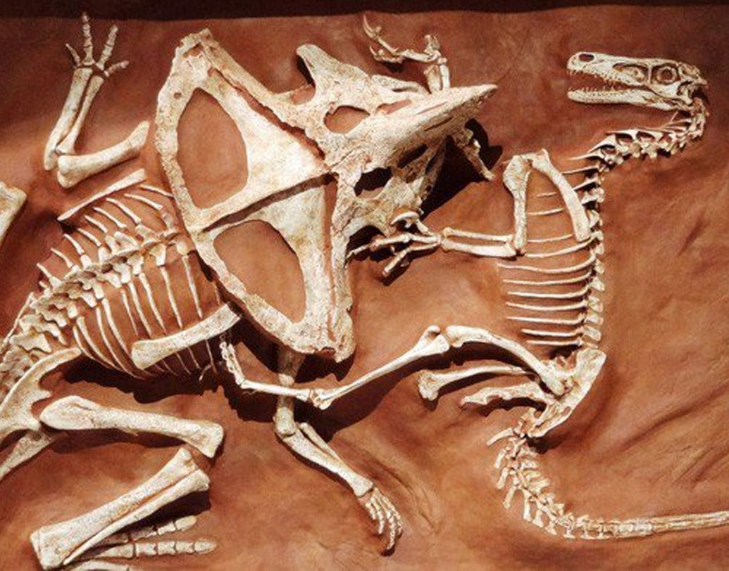 ফাইটিং ডাইনোসরস: ১৯৭১-এ মঙ্গোলিয়ার গোবি মরুভূমিতে ৮ কোটি বছর আগের দু’টি লড়াইরত ডাইনোসরের জীবাশ্ম উদ্ধার হয়। এখনও পর্যন্ত পাওয়া জীবাশ্মগুলির মধ্যে এটাই সেরা মনে করা হয়। জীবাশ্মে দেখা যাচ্ছে ভেলোসিরাপটর ও প্রোটোসিরাপটর পরস্পরকে আক্রমণ করছে। বিজ্ঞানীদের ধারণা ভেজা বালিয়াড়িতে লড়াই করার সময় বালি চাপা পড়ে মৃত্যু হয়।