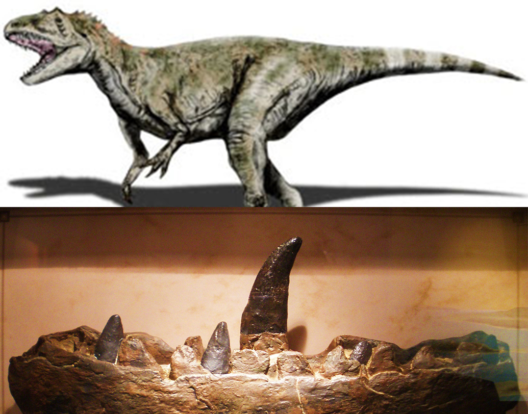 মেগালোসরাস বাকল্যান্ডি: এরাই বিশ্বের প্রথম ডাইনোসরাস। এরা মাংসাশী। প্রায় ১৭ কোটি বছর আগে এদের অস্তিত্ব ছিল। ডাইনোসর প্রজাতির মধ্যে সেরা শিকারি ছিল এরা। এক একটার উচ্চতা ছিল ৩০ ফুটের মতো। অক্সফোর্ডশায়ারের স্টোনসফিল্ডের কাছে মেগালোসরাসের চোয়ালের জীবাশ্ম উদ্ধার হয় ২০০ বছর আগে।