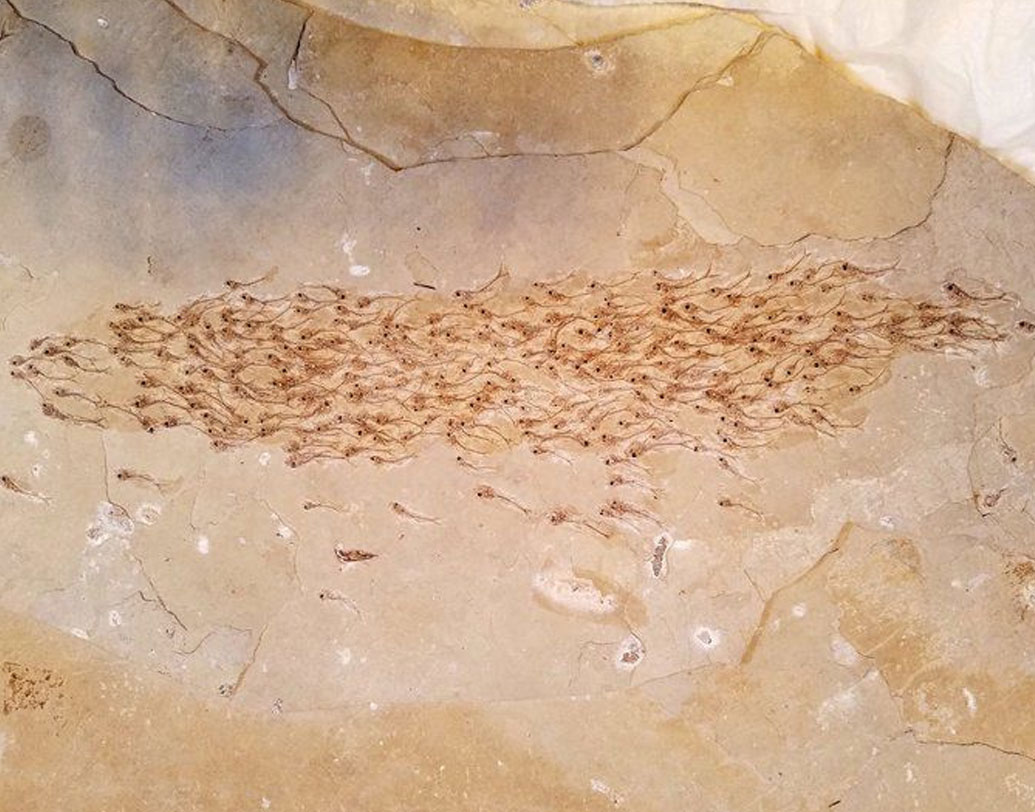 এরিসম্যাটোপটেরাস লিভাটাস: প্রায় ৫ কোটি বছর আগে এই মাছের অস্তিত্ব ছিল। কলোরাডোর গ্রিন নদী থেকে ২৫৯টি মাছের ঝাঁকের একটি জীবাশ্ম উদ্ধার হয়। খুব ছোট আকারের সেই মাছগুলোর জীবাশ্ম থেকে গবেষকদের অনুমান, বড় কোনও শিকারের হাত থেকে বাঁচার জন্য এরা পালানোর চেষ্টা করছিল।