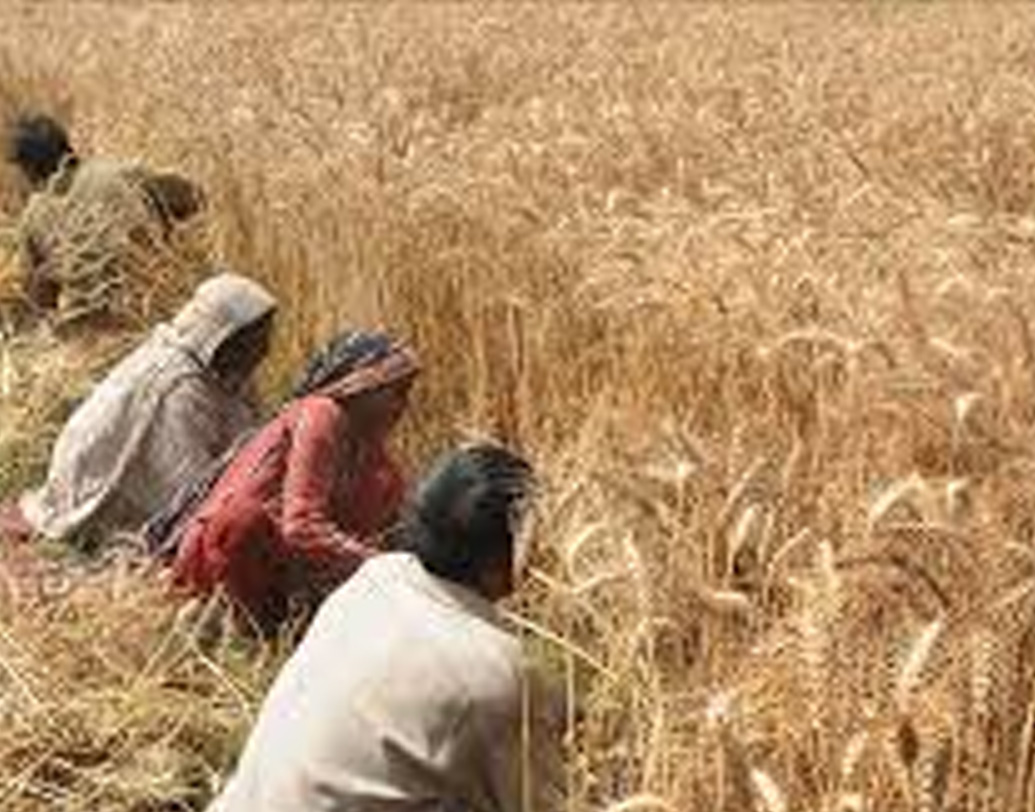 তার আগে পাকিস্তানের গ্রামাঞ্চলে ঘুরলেন হারুন। অন্তরঙ্গ হয়ে মিশলেন কৃষিজীবীদের সঙ্গে। দেখলেন, প্রায় সব পরিবারেই আর কিছু না হোক, একটি করে অন্তত স্মার্টফোন আছে।