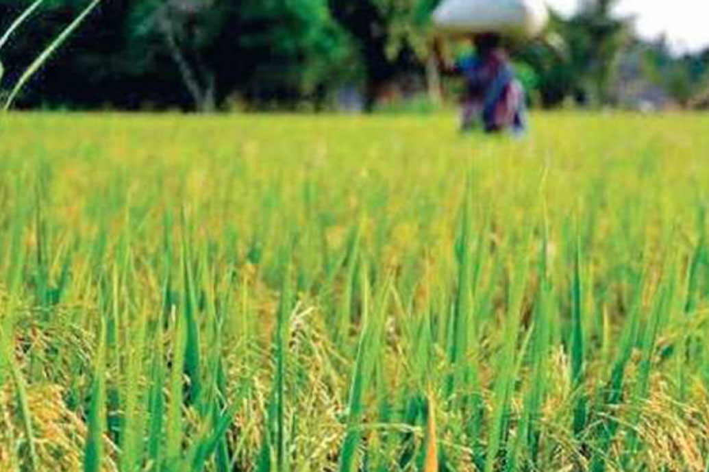 শিবন কোন কলেজে ভর্তি হবেন তা ঠিক করে দিয়েছিলেন তাঁর বাবা। বেছে বেছে বাড়ির সবচেয়ে কাছের কলেজেই তাঁকে ভর্তি করিয়েছিলেন। যাতে কলেজে ছুটির পরই দ্রুত বাড়ি ফিরে চাষাবাদে হাত লাগাতে পারেন।