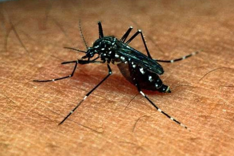 Dengue is expanding on some new areas in Purulia