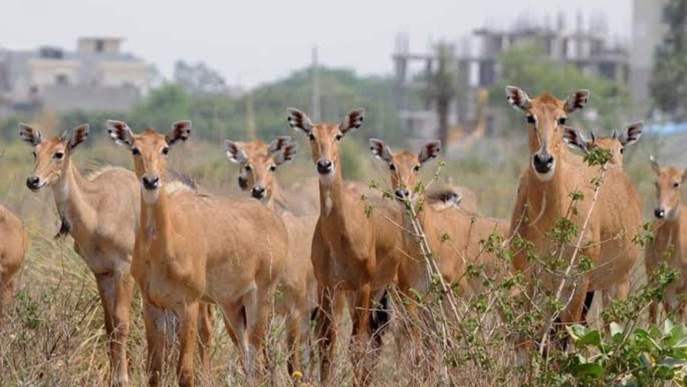 বাবা সামান্য চাষি ছিলেন। ছোটবেলায় বাবার সঙ্গে মাঠে চাষাবাদের কাজ করতেন পীরারাম। মাঝে মধ্যেই সেই জঙ্গল থেকে ময়ূর, খরগোশ, হরিণ বেরিয়ে চাষের জমিতে চলে আসত। কখনও ফসল নষ্ট করত, আবার কখনও জমিতে খেলে বেড়াত তারা।