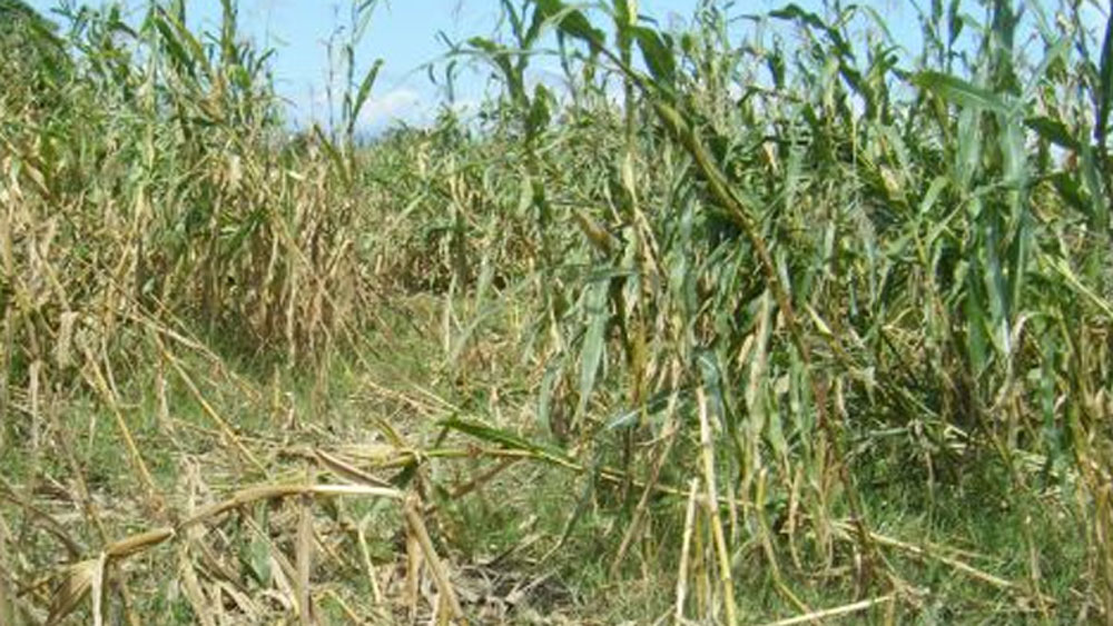 পীরারাম খুব অবাক হয়ে দেখতেন, ফসল নষ্ট করলেও তাঁর বাবা কখনও সেই সব প্রাণীদের তাড়িয়ে দিতেন না। উত্তরে তাঁকে বাবা বলেছিলেন, এই প্রাণীগুলো না থাকলে মানুষও বাঁচতে পারবে না।