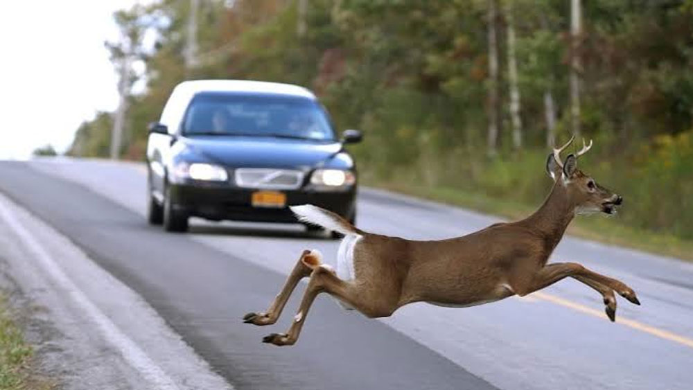 গাড়ি চালকের থেকে প্রথমে জানতে পারেন, মাঝেমধ্যেই রাস্তা পার করতে গিয়ে গাড়ির চাকায় পিষ্ট হয়ে মৃত্যু হয় বন্যপ্রাণীদের। পীরারামের দোকানের ৩০০ মিটার এলাকা জুড়ে জঙ্গল। অথচ সেখানে কোনও রক্ষী ছিল না।