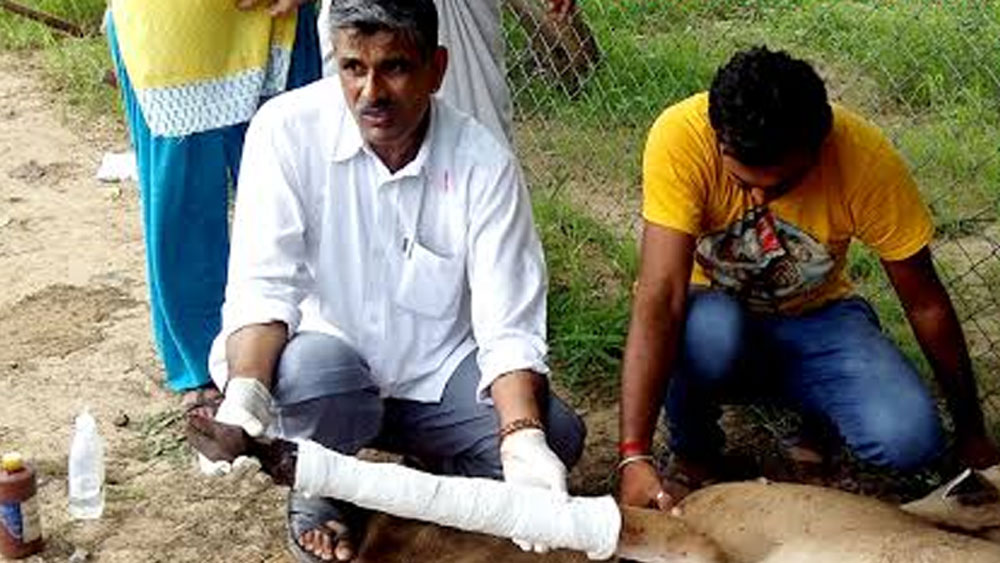 সে দিনই প্রথম নিজেকে অসহায় লেগেছিল পীরারামের। তাঁর একার পক্ষে কী ভাবে এই বন্য প্রাণীগুলোকে রক্ষা করা সম্ভব, তা বুঝে উঠতে পারছিলেন না। এ রকমই একদিন বাড়ি থেকে দোকানে যাওযার সময় তাঁর সামনেই একটি হরিণের মোটরবাইকে দুর্ঘটনা ঘটে।