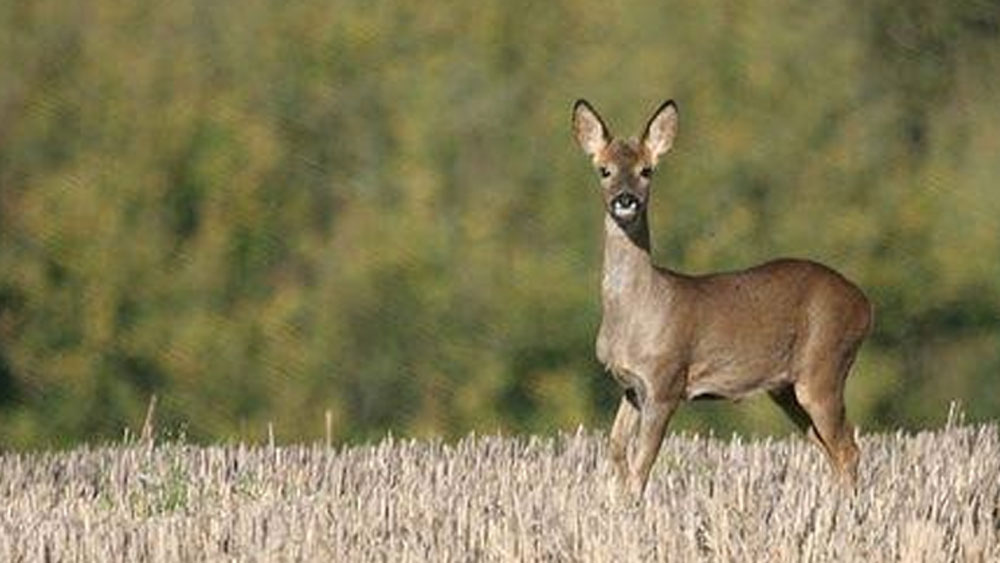 ২০১২ সালের ৫ জুন, বিশ্ব পরিবেশ দিবসের দিন তিনি নিজের একটি সংগঠন তৈরি করেন। তাঁর সঙ্গে যুক্ত হন আরও কয়েক জন সমাজকর্মী। তাঁকে দেখে উদ্বুদ্ধ হয়ে তাঁর এবং আশেপাশের গ্রামের লোকেরাও অসুস্থ বা জখম প্রাণী দেখলেই তাঁর কাছে নিয়ে আসতে শুরু করেন।