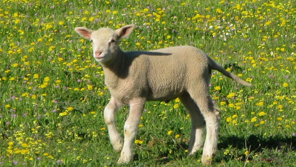 পীরারাম বুঝতে পেরেছিলেন, তাঁকে গ্রেফতার করা হবে। কিন্তু বন্যপ্রাণীদের প্রতি তাঁর এবং তাঁর পরিবারের ভালবাসা দেখে বনবিভাগের অফিসাররা তাঁকে সাহায্য করার সিদ্ধান্ত নেন। সরকারি একটি জমি তাঁকে পাইয়ে দেন তাঁরা।