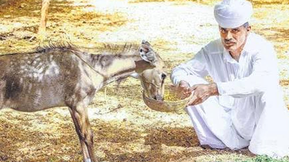 ওই অঞ্চলের রক্ষী করে দেওয়া হয় তাঁকে। প্রাণের ঝুঁকি নিয়ে এখনও পর্যন্ত প্রায় এক হাজার ১৮০টি প্রাণীকে প্রাণে বাঁচিয়েছেন। ক্রমে পীরারাম আড়াই হেক্টর এলাকা জুড়ে বন্যপ্রাণীদের জন্য আশ্রয় গড়ে তোলেন। সেখানে বর্তমানে প্রায় চারশো আহত প্রাণী রয়েছে। বাকিদের সুস্থ করে জঙ্গলে ছেড়ে দেওয়া হয়েছে।