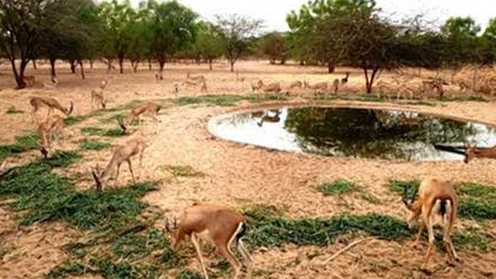 আগে একাই এই রাস্তায় হাঁটতেন পীরারাম। এখন তাঁর পাশে এসে দাঁড়িয়েছেন প্রায় দু’হাজার মানুষ। বন্যপ্রাণীদের জন্য গড়ে তোলা এই ফার্মের দেখাশোনা করা, পশু পাচার রোখার মতো নানা কাজকর্মে লিপ্ত তাঁরা। সরকারি এবং বিভিন্ন সংস্থা থেকে সাহায্যও আসতে শুরু করেছে। প্রতি মাসে ফার্ম চালাতে খরচ হয় এক লাখ টাকা।