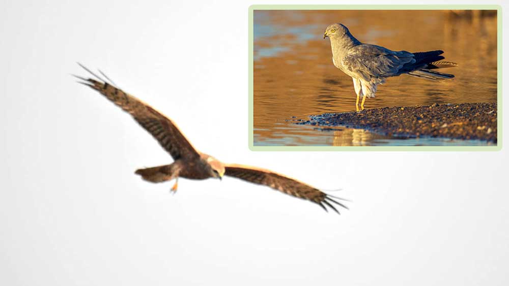 Montagu's Harrier, a migratory bird seen after 180 years in Bengal