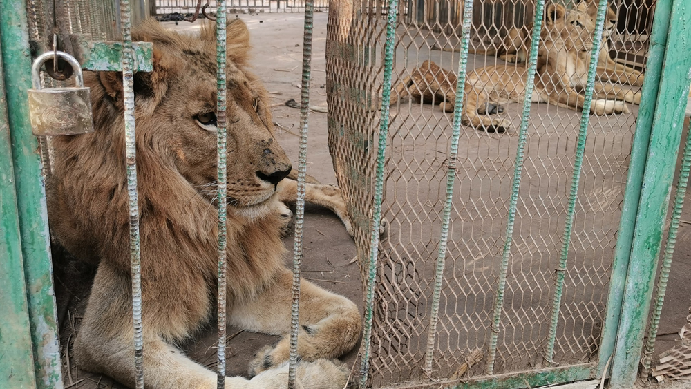 আসলে এগুলি সিংহ। তবে খোলা জঙ্গলের নয়। পার্কের অভ্যন্তরে। খাঁচাবন্দি। খাবারের অভাবে, অযত্নে অবহেলায় মরতে বসেছে ‘বনের রাজা’রা।
