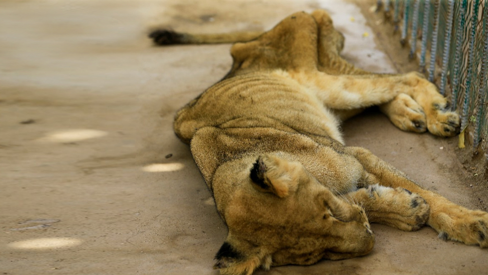 এই ছবি সুদানের রাজধানী খার্তুমের আল-কুরেশি পার্কের। সেখানে এমনই পাঁচটি আফ্রিকান সিংহকে বাঁচানোর লড়াই চলছে। সোশ্যাল মিডিয়াজুড়ে চলছে প্রচার। সিংহগুলির জন্য খাবার, ওষুধের প্রয়োজন।