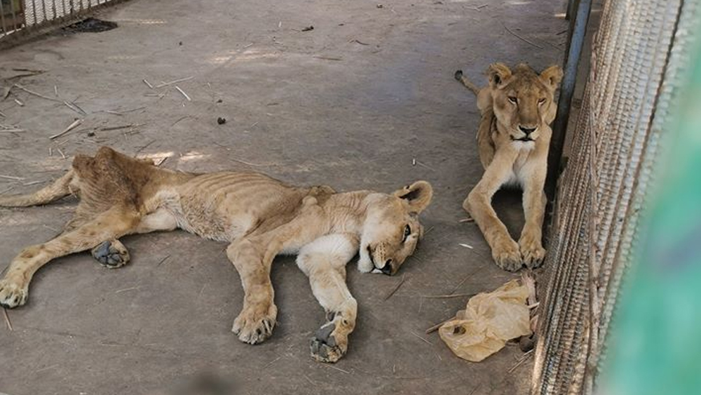 ওসমান সাহিন নামে এক ফেসবুক ইউজার সিংহগুলির ছবি-ভিডিয়ো একের পর এক পোস্ট করতে থাকেন। সবাইকে আবেদন করেন সাহায্যের জন্য এগিয়ে আসতে। সেই সব ছবি সোশ্যাল মিডিয়ায় ভাইরাল হয়ে যায়।