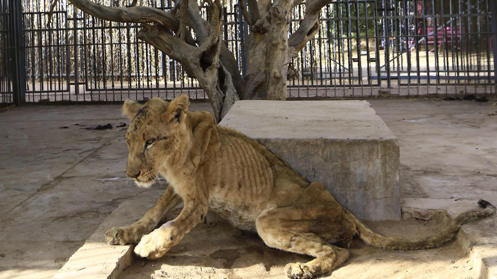 আফ্রিকান সিংহগুলির এই অবস্থার ছবি সামনে আসতেই অনেক নেটিজেন দাবি তুলেছেন, আল-কুরেশি পার্ক থেকে তাদের অন্য কোথাও সরিয়ে দেওয়া হোক। না হলে সিংহগুলি মারা যেতে পারে। অনেকে সাহায্য করতেও চেয়েছেন।