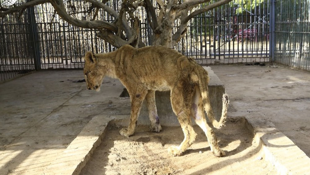 দায়িত্বপ্রাপ্ত পশুচিকিত্সকরা জানিয়েছেন, সিংহগুলি চূড়ান্ত অপুষ্টিতে ভুগছে, গত কয়েক সপ্তাহ ধরে খাবারের অভাবে ওজন প্রায় এক তৃতীয়াংশ হয়ে গিয়েছে। দ্রুত অবস্থার উন্নতি না হলে পরিস্থিতি আরও মারাত্মক হতে পারে।