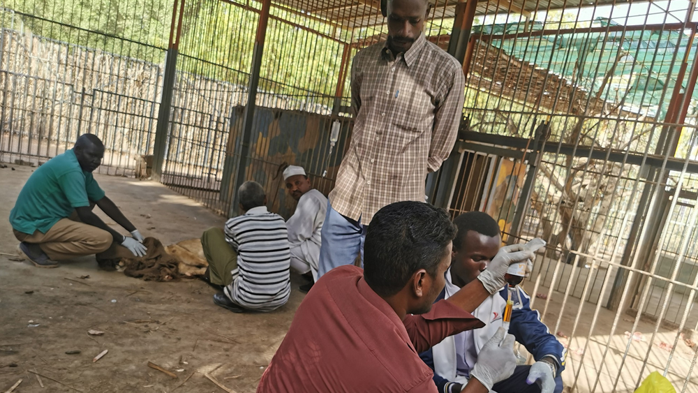 সিংহগুলির ছবি-ভিডিয়ো সোশ্যাল মিডিয়ায় ছড়িয়ে পড়তেই বেশ কিছু স্বেচ্ছাসেবী সংগঠনের প্রতিনিধিরা দেখতে যান। বুঝতে পারেন এখনই কিছু না করতে পারলে সিংহগুলির মৃত্যু হতে পারে। খাঁচাগুলিও পরিষ্কার করা দরকার অবিলম্বে।