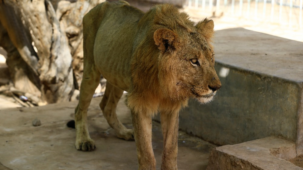 আর্থিক সঙ্কটের মধ্যে দিয়ে যাচ্ছে সুদান। বৈদেশিক মুদ্রার ঘাটতি, মূল্যবৃদ্ধি জর্জরিত। তার মধ্যেও সরকারি ভাবে প্রচেষ্টা চলছে। এগিয়ে আসছেন সাধারণ মানুষ। আর বিশ্ববাসীর প্রার্থনা, দ্রুত সুস্থ হয়ে উঠুক বনের রাজারা।