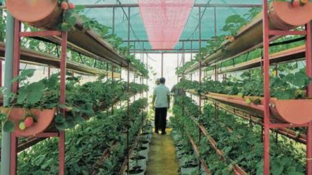 নানা প্রজাতির ফুল, সব্জি সব কিছুই চাষ করতে শুরু করেন তিনি। আলাদা করে ১৮০০ বর্গ ফুটের জমি ভাড়া নিয়ে সেখানে পলিহাউস তৈরি করে চাষ করতে শুরু করেন।