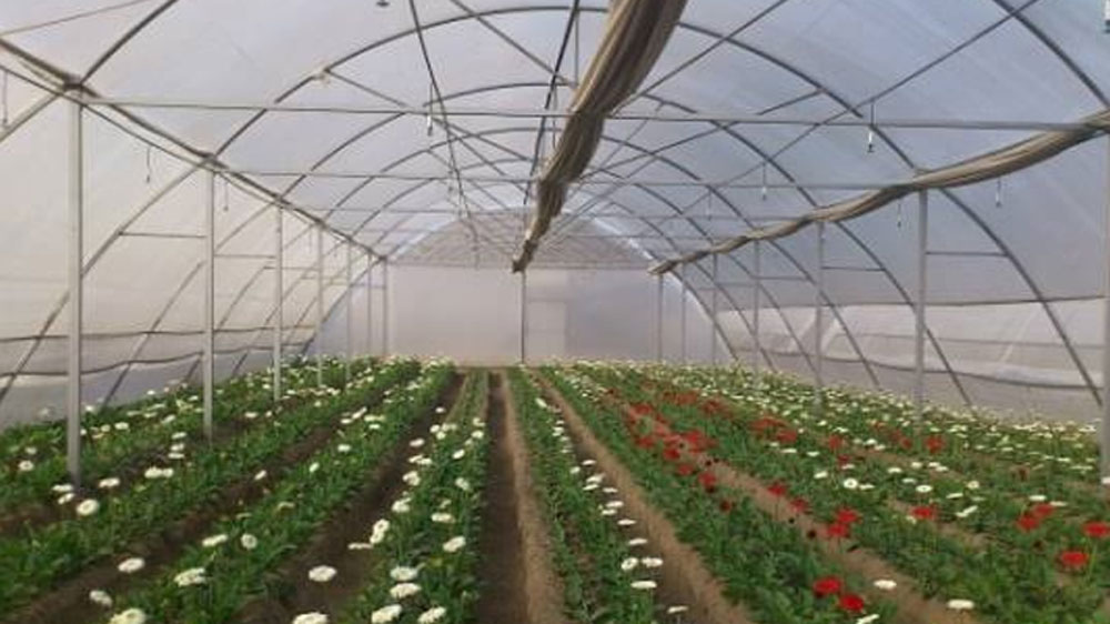 বর্তমানে তাঁর আড়াই হাজার ট্রে এবং টব রয়েছে। প্রতি মাসে প্রায় আড়াই লাখ ফুল ফোটান তিনি। মূলত ফুলের ব্যবসা তাঁর।