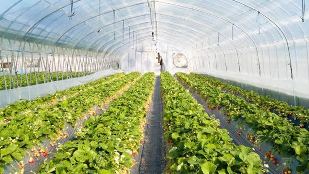 বর্তমানে বিপিনের বয়স মাত্র ২০ বছর। এখনই তিনি মাসে আয় করেন অন্তত ৫০ হাজার টাকা। এই ব্যবসাকে আরও বড় করাই তাঁর উদ্দেশ্য এখন। তাঁর মতো তরুণরা অহেতুক চাকরির পিছনে না ছুটে চাষাবাদকেই আপন করে নিন, এটাই চান তিনি।