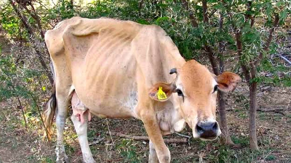 খরার জন্য ঘাসের উত্পাদনও কমে গিয়েছিল। যার ফলে খাদ্যের অভাবে গবাদি পশুরাও মারা যাচ্ছিল। এমন অবস্থায় বেকার গ্রামবাসীদের মধ্যে চোলাই মদ তৈরির প্রবণতা বাড়ছিল।