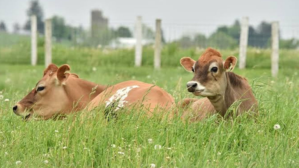 কৃষির পাশাপাশি এই গ্রামের আয়ের অন্যতম উত্স পশুপালন। ১৯৮৯ সালের আগে যেখানে প্রতিদিন মাত্র দেড়শো লিটার দুধ উত্পাদন হত, তা নব্বইয়ের দশকের মাঝামাঝিতে বেড়ে হয় প্রায় পাঁচ হাজার লিটার।
