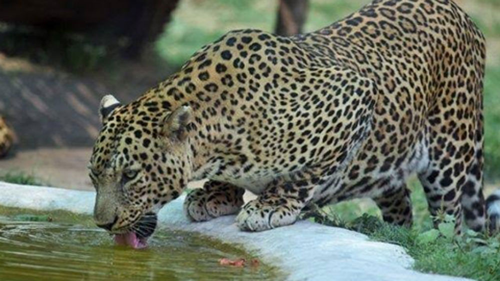 চিতাবাঘের মুখোমুখি হলে যেখানে বেশিরভাগ বনকর্মীই স্বাভাবিক ভাবে নিজের সুরক্ষা আগে বিচার করেন, তাঁদের মধ্যে ব্যতিক্রম কিন্তু এই বনকর্মীরা।