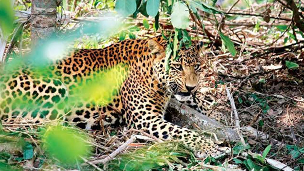 মহারাজগঞ্জের দক্ষিণী চকে রাউন্ড দেওয়ার সময় ওই বনকর্মীরা আচমকাই ঝোপের মধ্যে একটি চিতাবাঘকে দেখতে পান। চিতাবাঘটা ভীষণ অসুস্থ ছিল এবং সম্পূর্ণ অচৈতন্য অবস্থায় সেখানে পড়েছিল।