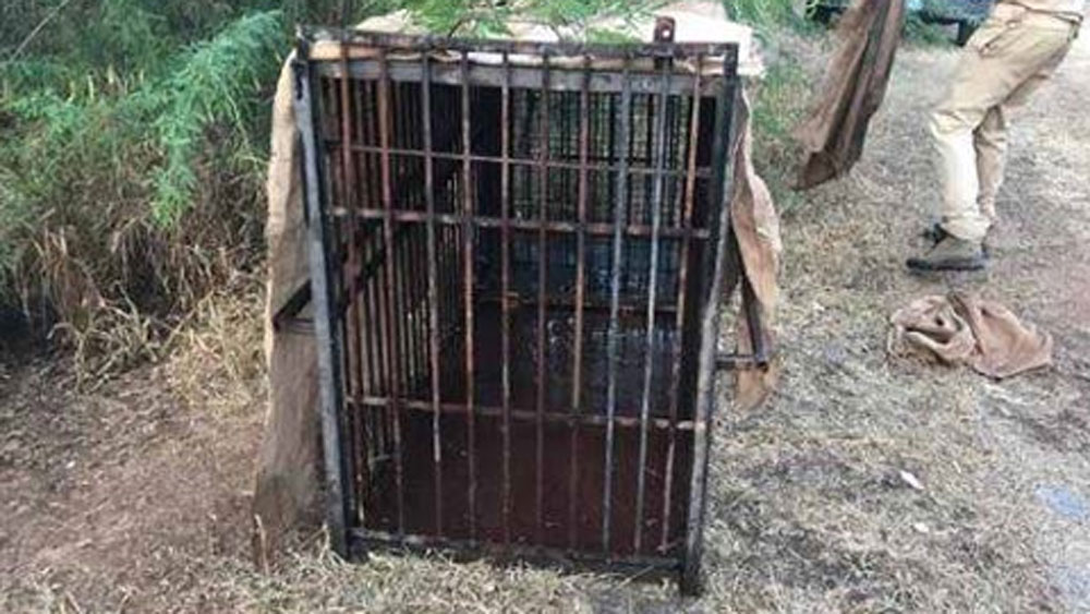 চিতাবাঘটিকে উদ্ধার করে পশু চিকিৎসালয়ে নিয়ে যাওয়ার জন্য খাঁচার প্রয়োজন ছিল। কারণ খাতা ছাড়া কোনও ভাবেই অসুস্থ চিতাবাঘকে উদ্ধার করা সম্ভব ছিল না।