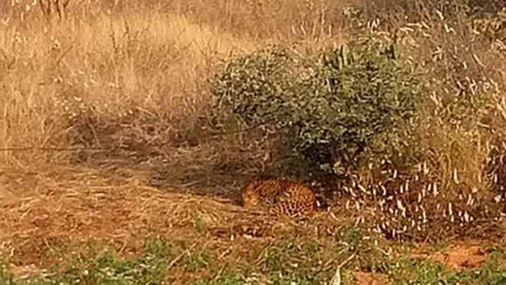 কিন্তু অনেকক্ষণ অপেক্ষা করেও খাঁচা এসে পৌঁছয়নি। এ দিকে চিতাবাঘের অবস্থারও ক্রমে অবনতি হচ্ছিল।