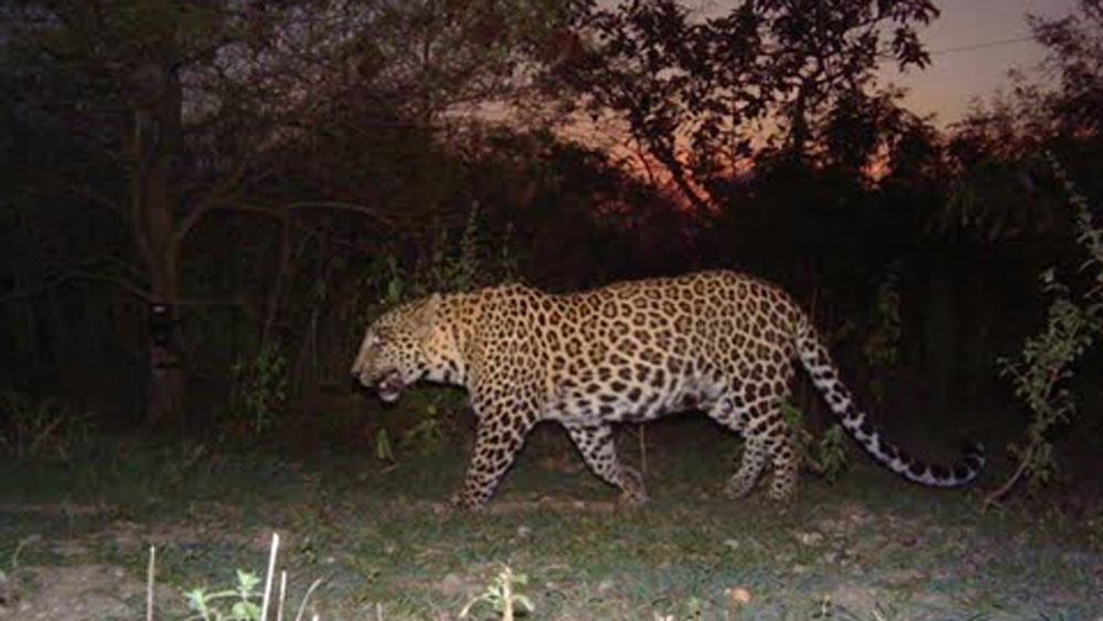 সেখান থেকে খাঁচার ব্যবস্থা করে তাকে হাসপাতালে পৌঁছে দেন। ওই বনকর্মীদের প্রচেষ্টায় খুব দ্রুত চিকিৎসা পেয়ে বর্তমানে সুস্থ চিতাবাঘটি। ওই জঙ্গলেই তাকে ছেড়ে দেওয়া হয়েছে।