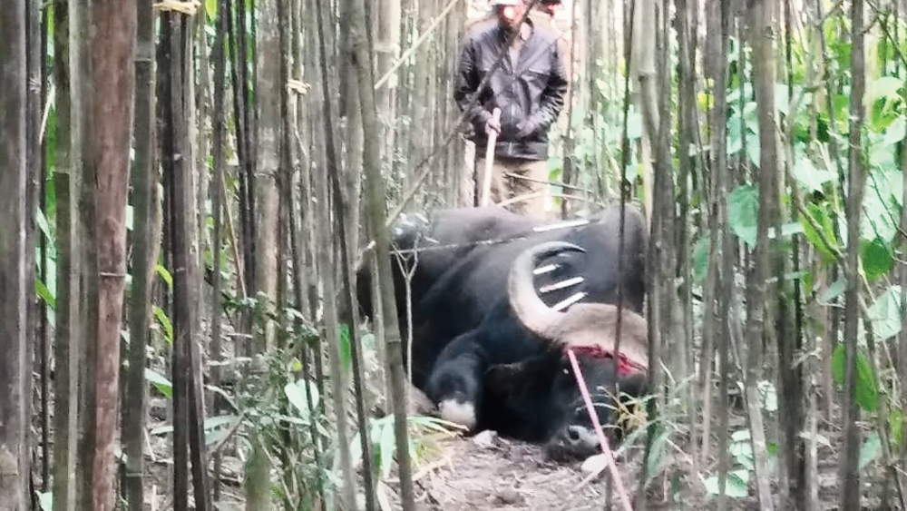 দুরন্ত: ঘুমপাড়ানি তিরে তখন কাবু বাইসনটি। বুধবার। নিজস্ব চিত্র