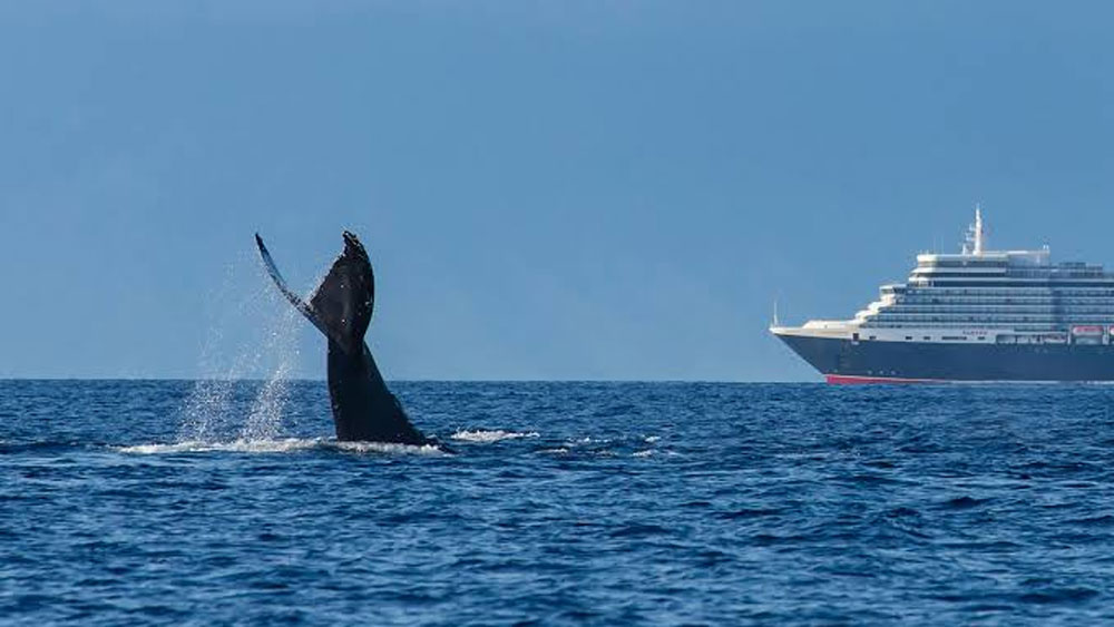 কিন্তু ১৯৭০ সাল নাগাদ জিপিএস প্রযুক্তি চলে আসে। যার সাহায্যে জাহাজের নাবিক খুব সহজেই সমুদ্রের গভীরতার আন্দাজ পেতে শুরু করেন। সে সময় থেকেই লাইট হাউসটা পরিত্যক্ত হয়ে যায়।