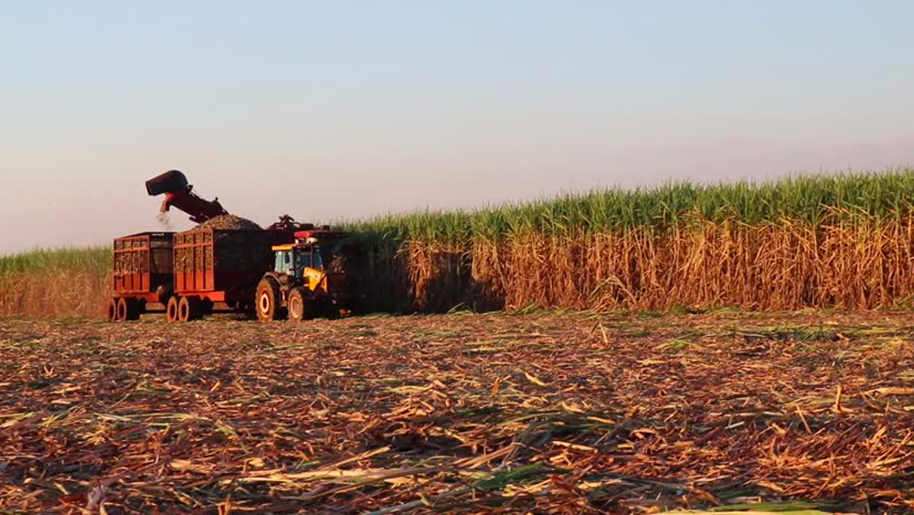 বালচাঁদের ক্যান্ডি তৈরির জার্নিটা শুরু হয়েছিল মহারাষ্ট্রের নাসিকে আসার পর। সে সময় ব্যবসার জন্য জমি কিনতে তিনি ট্রেনে চেপে পৌঁছে যান নাসিকে। রাভালগাঁওয়ে দেড় হাজার একর জমি কিনে ফেলেন। আখের ব্যবসা খুব একটা লাভজনক ছিল না জেনেও স্থানীয় চাষিদের কাজে লাগিয়ে শুরু করেন আখ চাষ।