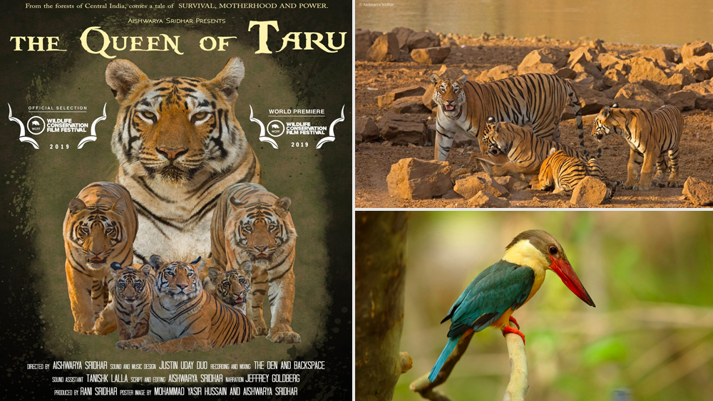 সুন্দরবনের বাঘিনি মায়াকে নিয়ে ঐশ্বর্যার তথ্যচিত্র ‘দ্য কুইন অব তরু’ পুরস্কৃত হয়েছিল বন্যপ্রাণ সংরক্ষণ চলচ্চিত্র উৎসব-এও। মহারাষ্ট্রের তাড়োবা অভয়ারণ্যে ৬ বছর ধরে মায়াকে লেন্সবন্দি করেছেন ঐশ্বর্যা। সেই ছবি ও ভিডিয়ো সম্পাদনা করেই তৈরি হয়েছে এই তথ্যচিত্র।