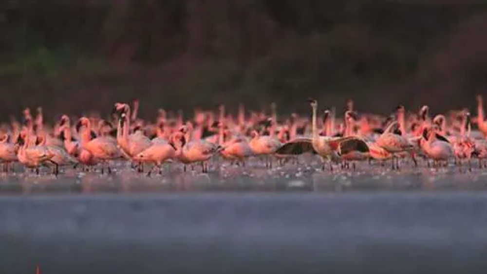 গত কয়েক মাস ধরে ঐশ্বর্যা ব্যস্ত ফ্লেমিঙ্গোদের ছবি তুলতে। তাঁর পরবর্তী ইচ্ছে ভারতের বিলুপ্তপ্রায় বন্যপ্রাণ নিয়ে ছবি তৈরি। কাজও শুরু করেছিলেন। কিন্তু থমকে গিয়েছে অতিমারির জন্য। পরিস্থিতি স্বাভাবিক হলে ফের কাজ শুরু করবেন।