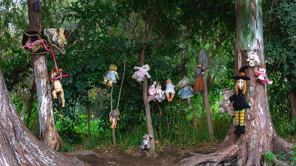 নির্জন দ্বীপে কোথা থেকে এল এত পুতুল? কেই বা গাছে সেগুলো ঝুলিয়ে দিল? উত্তর জানতে গেলে কয়েক বছর পিছনে হাঁটতে হয়। মেক্সিকো সিটির দক্ষিণে এই দ্বীপের নাম ‘দ্য আইল্যান্ড অব ডলস’।