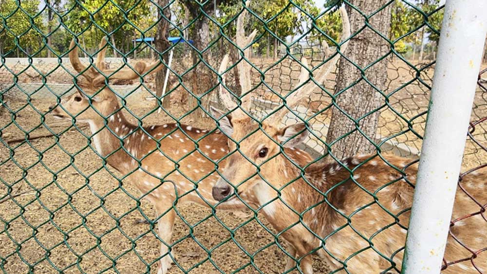 মূর্তিবৎ: ডিয়ার রেসকিউ সেন্টার