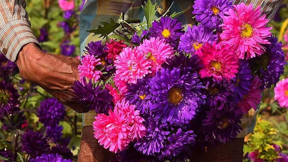 মরিয়মের মূল নিশানা ছিল অল্পবয়সি এক ফ্লোরিস্ট। মরিয়ম জানতে পেরেছিলেন দুষ্কৃতী চক্রে যোগ দেওয়ার আগে সে রাস্তায় ফুল বিক্রি করত।