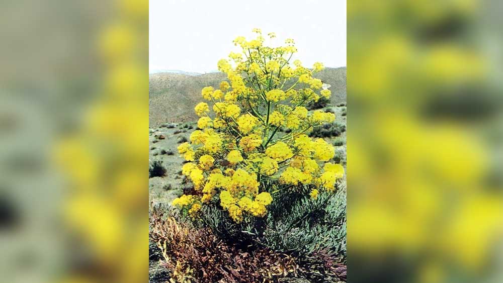কিন্তু জানেন কি তা সত্ত্বেও এখনও পর্যন্ত ভারতে হিঙের কোনও চাষ হয় না! পুরোটাই বাইরে থেকে আমদানি করতে হয়!