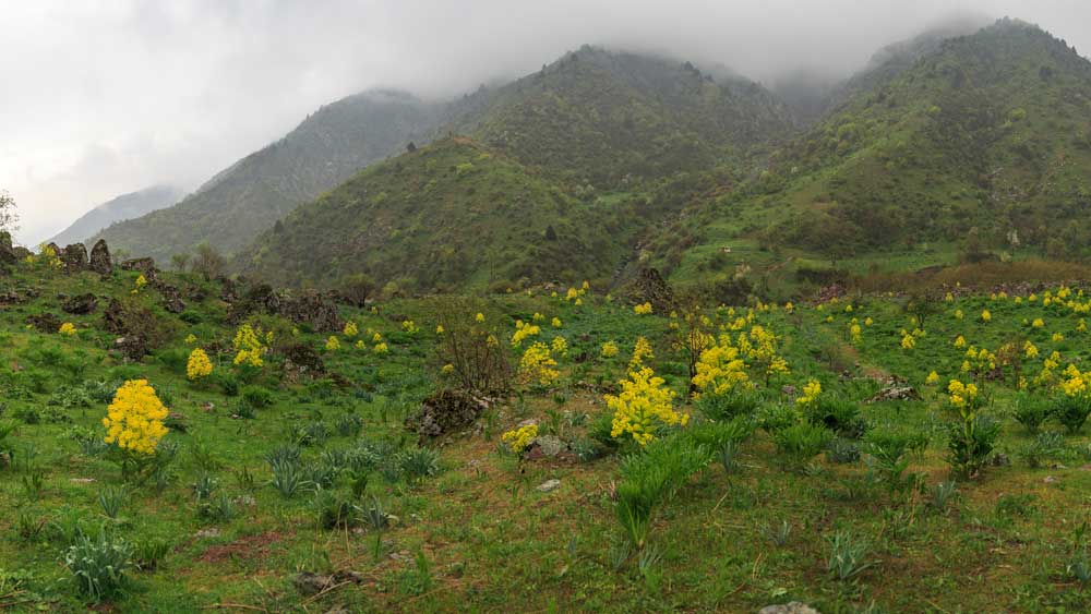 বিপুল টাকা খরচ করে আফগানিস্তান, ইরান, উজবেকিস্তান থেকে নিয়ে আসা হয় এই রান্নার মশলা।