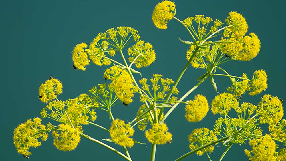 ভারতে এর বিপুল ব্যবহার মাথায় রেখে সম্প্রতি এ দেশেও হিং চাষ করতে উদ্যোগী হয়েছেন গবেষকরা।