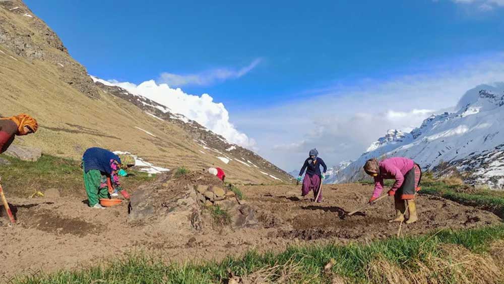 হিমাচল প্রদেশের কাওয়ারিং গ্রামে এর চাষ শুরু করেছেন তাঁরা। স্পিতিতেও তারা ৫০০ একর জমি নিয়েছে হিং চাষের জন্য।