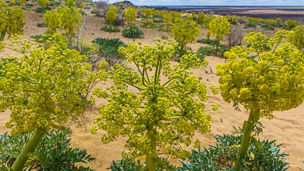 স্থানীয়দেরও হিং চাষের প্রশিক্ষণ দেওয়া চলছে। হিং শুষ্ক এবং ঠান্ডা আবহাওয়ায় হয়। চাষের জন্য তাই হিমাচল প্রদেশের এই এলাকাগুলি বেছে নেওয়া হয়েছে।