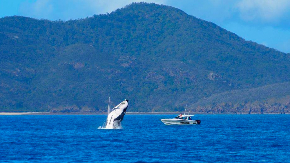 অস্ট্রেলিয়ার উত্তরপূর্বে অবস্থিত কুইন্সল্যান্ড  প্রদেশটি প্রাকৃতিক সৌন্দর্যের জন্য পরিচিত গোটা বিশ্বে। সেখানকার দ্য গ্রেট ব্যারিয়ার রিফ বিশ্বের বৃহত্তম প্রবাল প্রাচীর। এ ছাড়াও বিরল প্রজাতির সামুদ্রিক প্রাণী, ডেনট্রি বৃষ্টি অরণ্যের জন্য সারাবছর পর্যটকের ভিড় লেগে থাকে সেখানে।