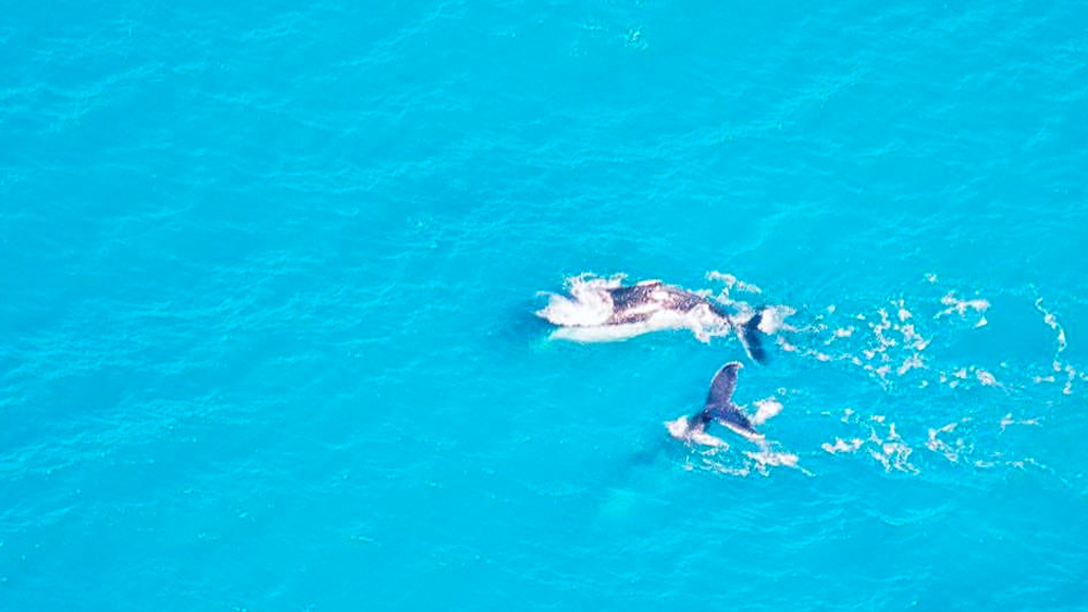 এই কুইন্সল্যান্ডের ম্যাকে শহরের ৩৪ কিলোমিটার উত্তর-পূর্বে রয়েছে কেসউইক দ্বীপ। ঢেউয়ের তোড়ে নানা প্রজাতির কচ্ছপ উঠে আসে সেখানকার সমুদ্রসৈকতে। পর্যটন শিল্পকে অন্য মাত্রায় নিয়ে যেতে ২০১৯ সালে এই কেসউইক দ্বীপের একটি বড় অংশ ৯৯ বছরের লিজে কিনে নেয় চিনা সংস্থা ‘চায়না ব্লুম’।