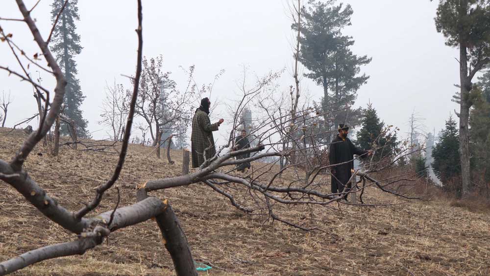 কারণ কয়েক দশক ধরে অক্লান্ত পরিশ্রম করে সযত্নে যে আপেল বাগান তৈরি করেছিলেন তাঁরা, সরকারি বুলডোজারের নীচে তা আজ ধুলোয় মিশে গিয়েছে। কৃষক আইনের বিরুদ্ধে বিক্ষোভ চলাকালীনই জম্মু-কাশ্মীর প্রশাসনের নির্দেশে উপত্যকায় ১০ হাজারের বেশি আপেল গাছ কেটে ফেলা হয়েছে।